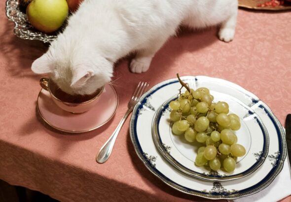 10 Foods That Could Kill Your Cat — Most Owners Have Them at Home