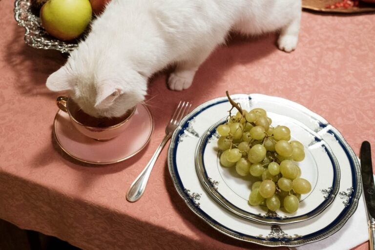 10 Foods That Could Kill Your Cat — Most Owners Have Them at Home