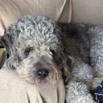 0K GoFundMe for Dog Killed by LAPD