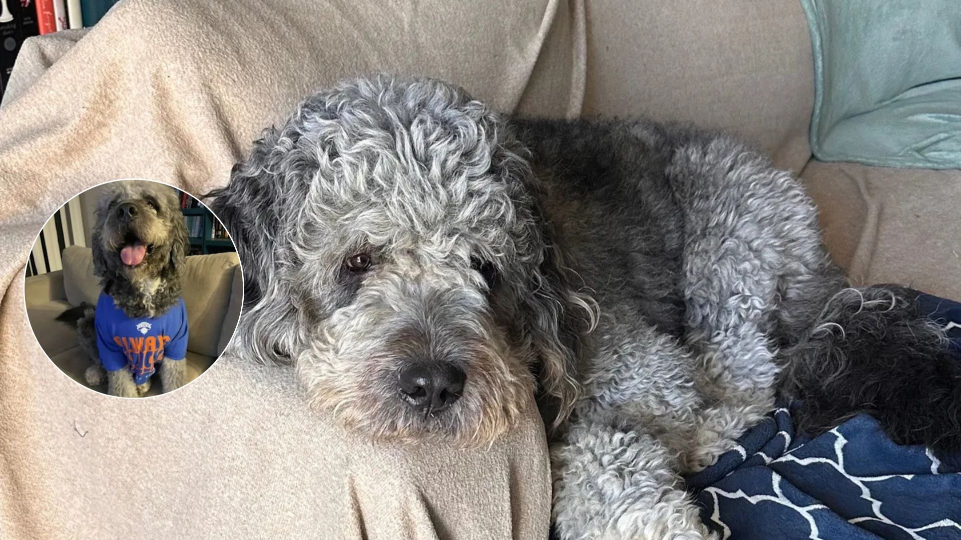 0K GoFundMe for Dog Killed by LAPD
