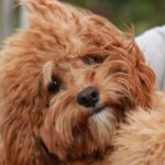 8 Best Cavapoo Breeders in Wisconsin