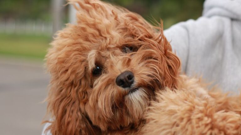 8 Best Cavapoo Breeders in Wisconsin