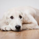 500 Modern Dog Names – Puppy Leaks