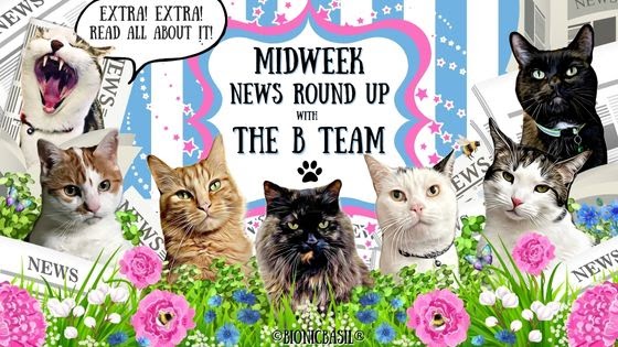 The BBHQ Midweek News Round-Up **Rambunctious Roses!!!** ~ Fudge’s on Garden Pawtrol, Smooch’s Chillaxing Under The Gazebo, and Parsley’s Deep in Flower Garden ~ **PLUS** Melvyn’s Modelling