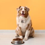Natural Probiotics for Dogs & Gut-Healthy Food Sources