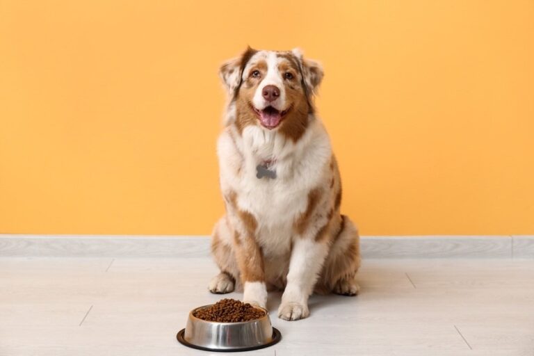 Natural Probiotics for Dogs & Gut-Healthy Food Sources