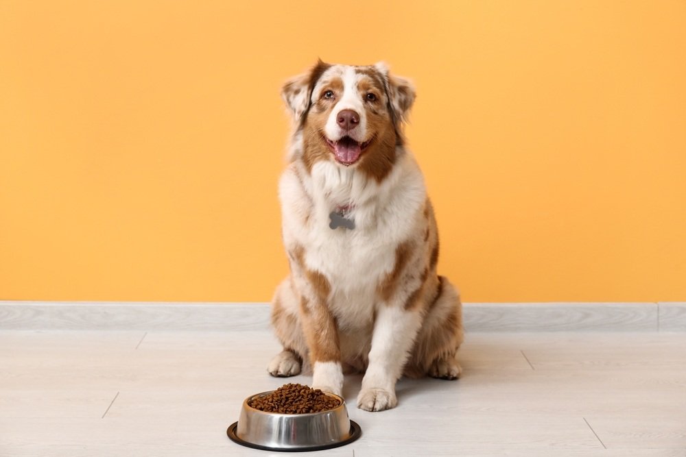 Natural Probiotics for Dogs & Gut-Healthy Food Sources