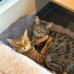 April Adoption Stories