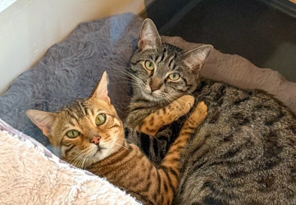 April Adoption Stories