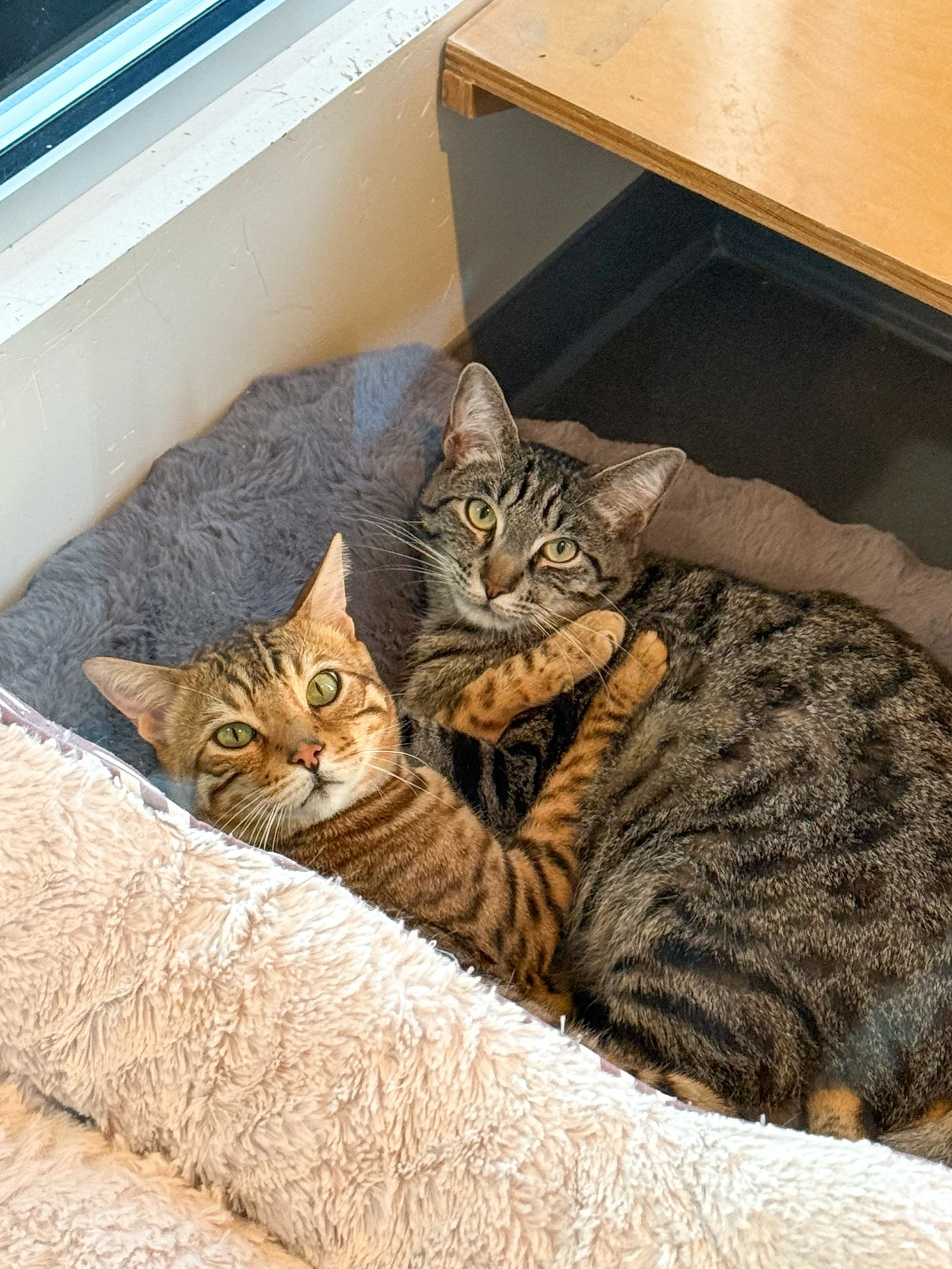 April Adoption Stories
