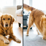 Why Your Dog Stretches When They See You (The Surprising Reason Behind It)