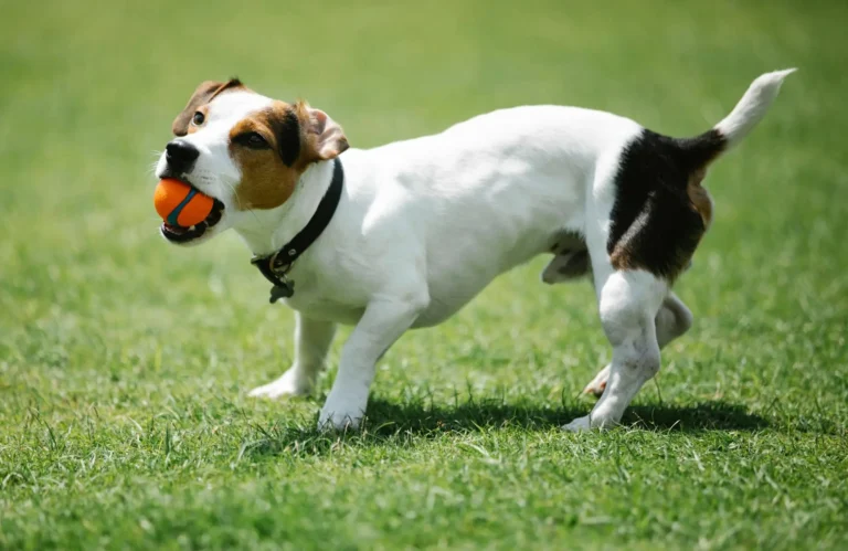 The Best Dog Collars for Small Breeds: What Actually Works for Tiny Dogs