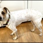 6 Ways to Prepare Your Dog for Fireworks Starting NOW