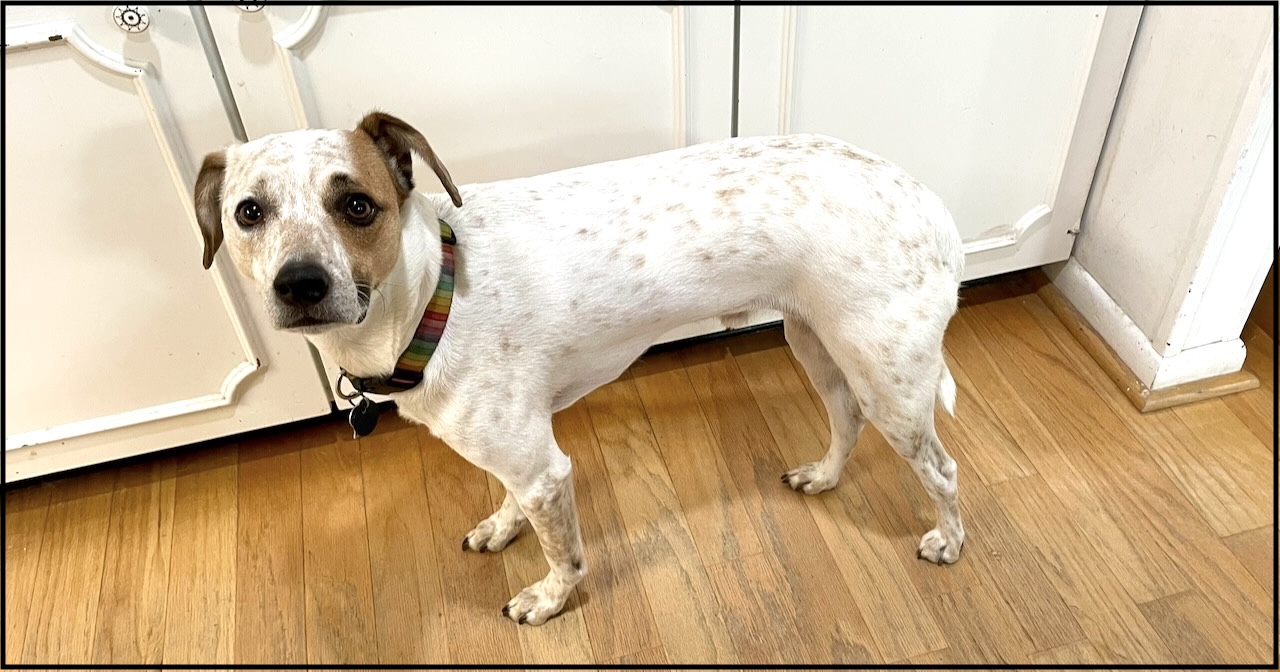 6 Ways to Prepare Your Dog for Fireworks Starting NOW