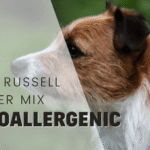 4 Hypoallergenic Jack Russell Terrier Mixes