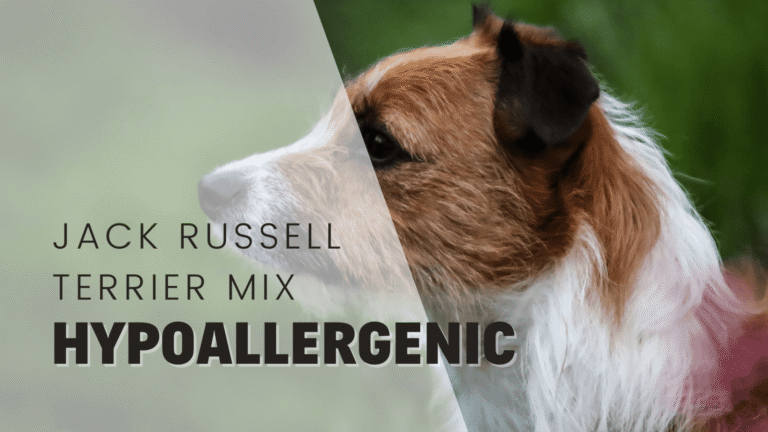 4 Hypoallergenic Jack Russell Terrier Mixes