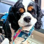 Cocker Spaniel Separation Anxiety: Is It Anxiety or Just the Breed?