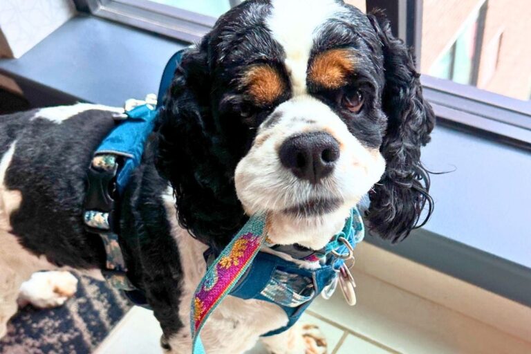 Cocker Spaniel Separation Anxiety: Is It Anxiety or Just the Breed?