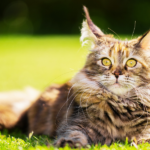 All About Maine Coon Cats