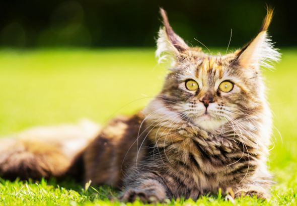 All About Maine Coon Cats