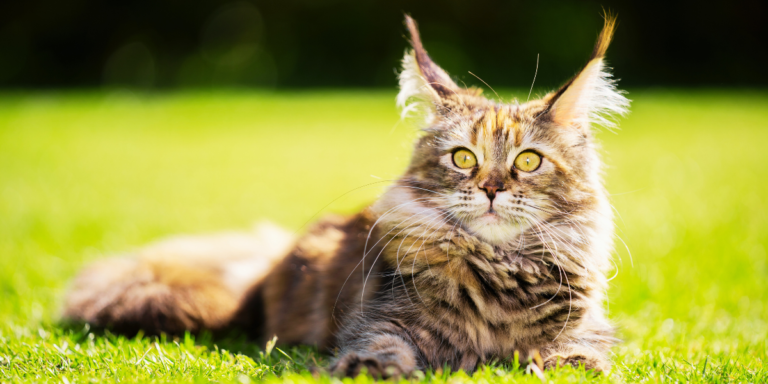 All About Maine Coon Cats