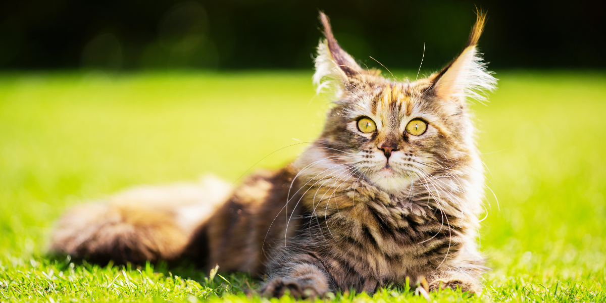 All About Maine Coon Cats