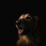 7 Reasons Your Dog Sneeze So Much