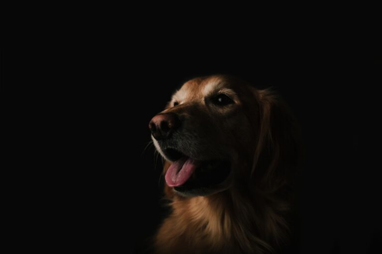 7 Reasons Your Dog Sneeze So Much