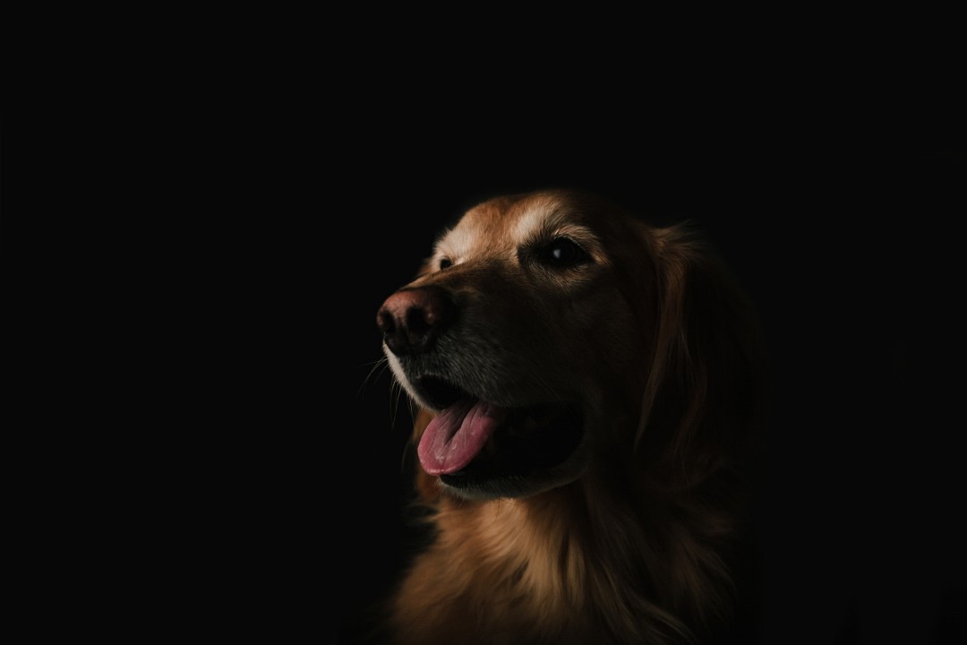 7 Reasons Your Dog Sneeze So Much