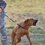 7 Helpful Tips for Hiking with a Dog with Leash Reactivity