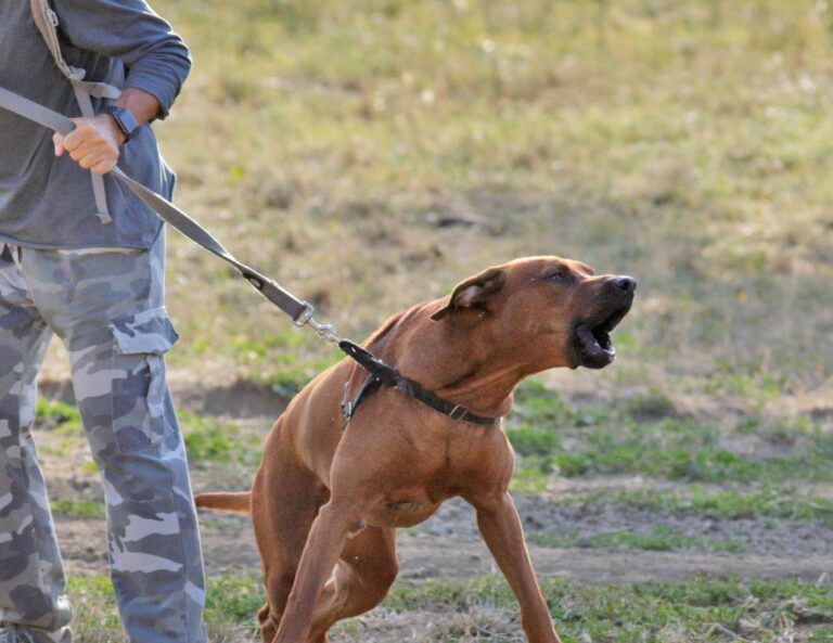 7 Helpful Tips for Hiking with a Dog with Leash Reactivity