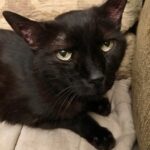 What are the Safest Cat Food Bowls?