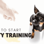 When Can You Start Potty Training a Puppy?