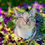 The Purr-fect Outdoor Space for Your Feline Friend