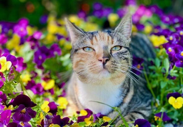 The Purr-fect Outdoor Space for Your Feline Friend