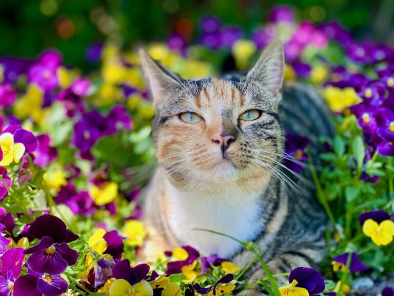 The Purr-fect Outdoor Space for Your Feline Friend