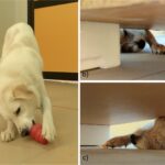 Is Your Dog Right-Pawed or Left-Pawed? Here’s How to Figure It Out, According to a New Study
