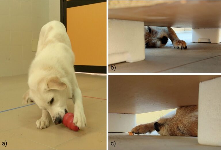 Is Your Dog Right-Pawed or Left-Pawed? Here’s How to Figure It Out, According to a New Study