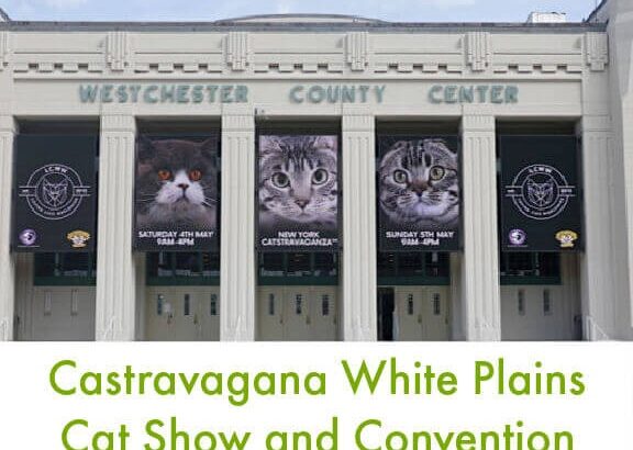 Catstravanga White Plains – A Cat Lover’s Weekend!