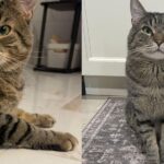 Cat Rescued from a Bird Cage Learns What Freedom Feels Like