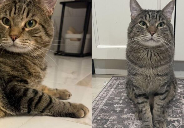 Cat Rescued from a Bird Cage Learns What Freedom Feels Like
