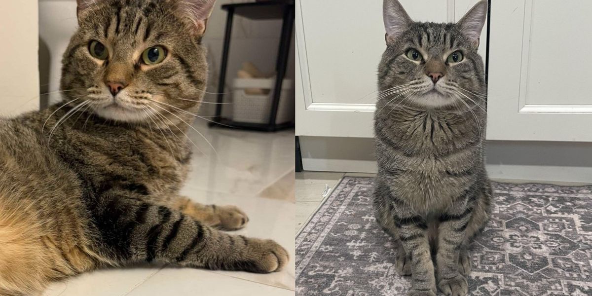 Cat Rescued from a Bird Cage Learns What Freedom Feels Like