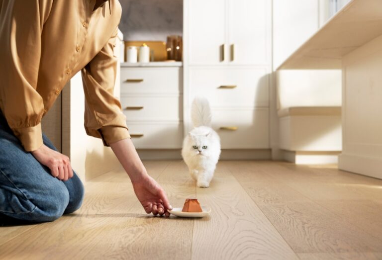 Expert Tips for Cats That Change Their Minds