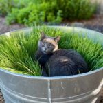 Coping with the loss of a cat: When it hurts to remember, this can help