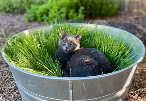 Coping with the loss of a cat: When it hurts to remember, this can help