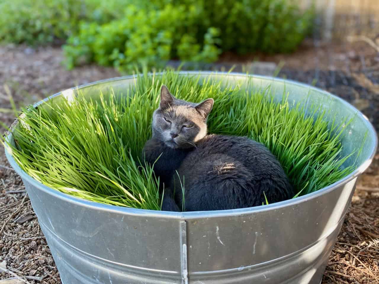Coping with the loss of a cat: When it hurts to remember, this can help