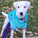 Milkey – CA – Deaf Dogs Rock