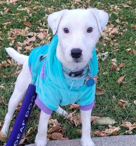 Milkey – CA – Deaf Dogs Rock