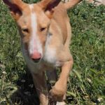 Lawrence-GalgoX-Podenco