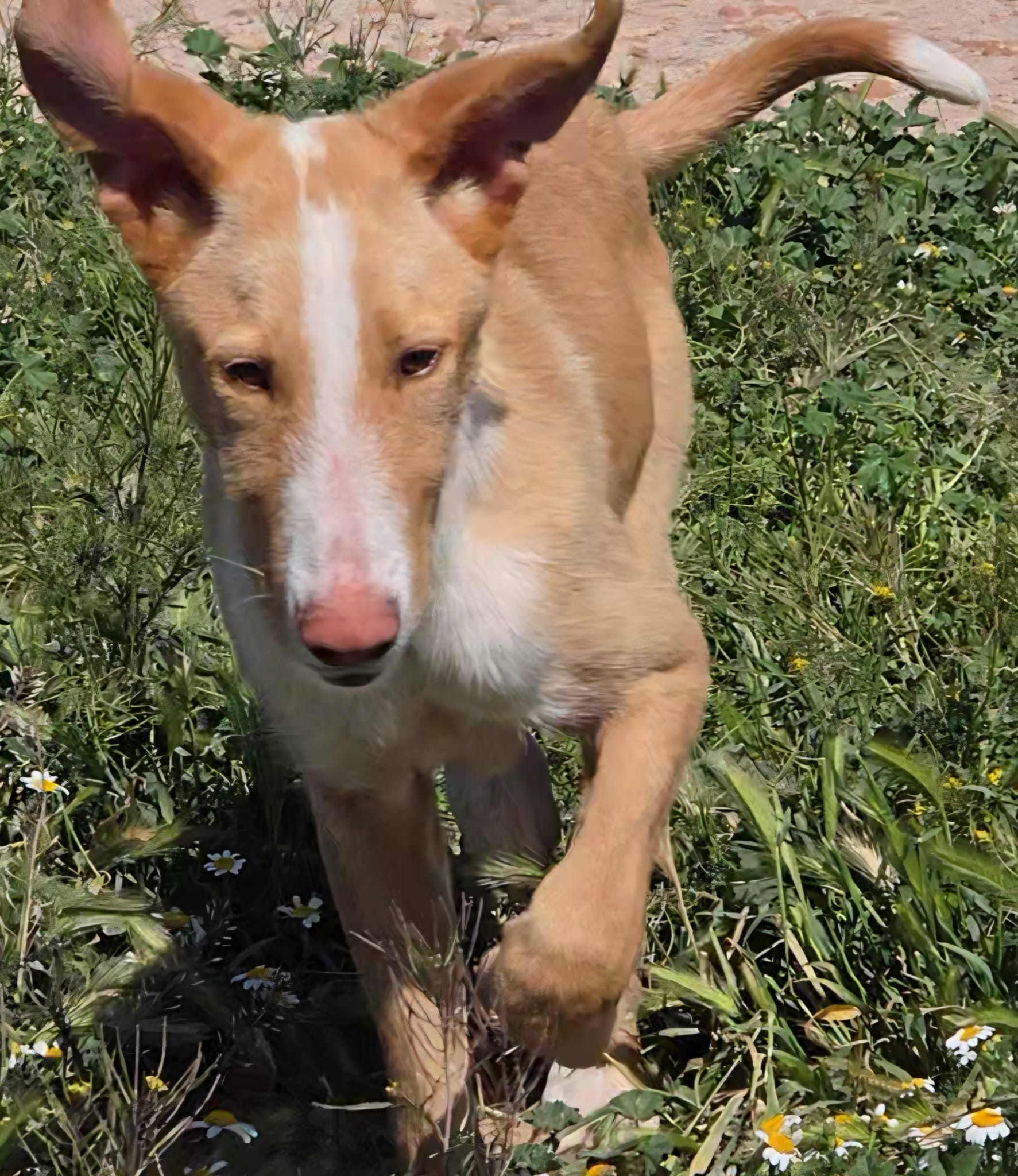 Lawrence-GalgoX-Podenco
